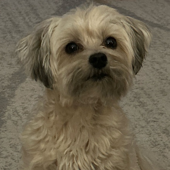 $8 - Live Show 🧁$15 MIN Purchase to ship / Bundle across shows / Layaways 🛼🛼🛼 - Picture 5 of 9